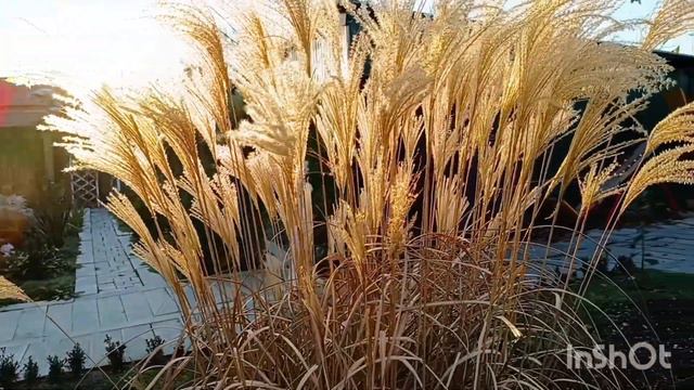 Мискантус Китайский "Утренний свет" смотреть онлайн