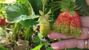 Самый крупный сорт клубники. Королева Ягод, самая сладкая 🍓🍓🍓