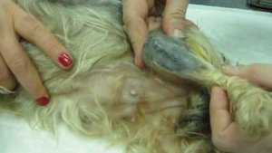 Вывих коленной чашечки у собаки