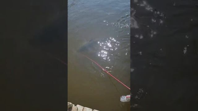 Лобастый попался! 🎣 База #Углянское, Астраханская область, Харабали, река Ахтуба