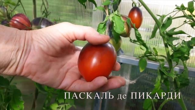 ТОМАТЫ, которые НЕ ПОДВЕЛИ в 2019 г. Сорта томатов. Часть – 2