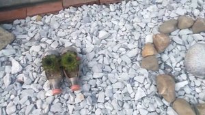 Мой каменный сад. Как украсить свой сад/огород. Декор садового участка