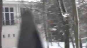 Где грачи зимуют на деревьях