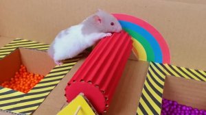 хомяк в лабиринте