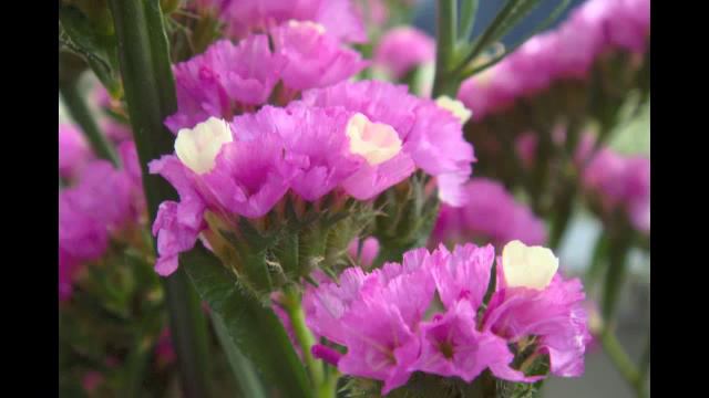 Statice смотреть онлайн