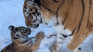 ПЕРВАЯ ВСТРЕЧА!!Тигренок Напугал Взрослого Тигра в 300 кг!! HUGE TIGER is SCARED of a Tiger cub