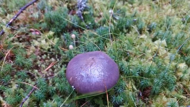Мокруха еловая (Gomphidius glutinosus). Как выглядит гриб на месте произрастания.