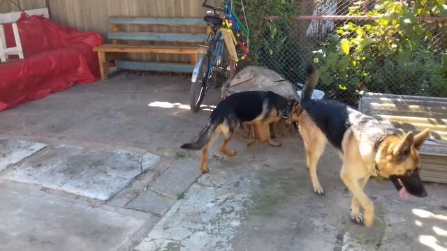 ЧТО ДОЛЖЕН ЗНАТЬ ХОЗЯЙН В ПЕРИОД ТЕЧКИ У СОБАКИ //ЧТО С ГЛАЗАМИ У НИКИ смотреть онлайн