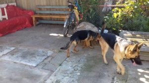 ЧТО ДОЛЖЕН ЗНАТЬ ХОЗЯЙН В ПЕРИОД ТЕЧКИ У СОБАКИ //ЧТО С ГЛАЗАМИ У НИКИ