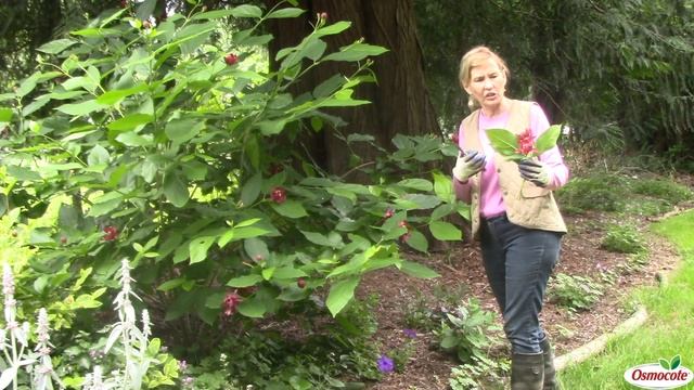 How to Prune a Calycanthus смотреть онлайн