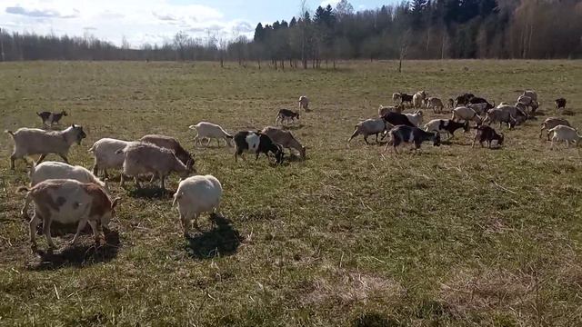 моё хозяйство/звери едят траву/выпас2 смотреть онлайн