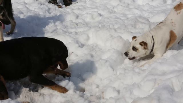 ВЕО Аманауз Салма Айше, САО Джалила и Ротвейлер Макс снежок 2 смотреть онлайн
