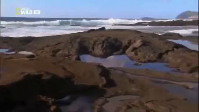 Дикий мир животных Глубины океана