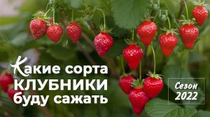 Какие сорта клубники (садовой земляники) буду сажать в 2022 году