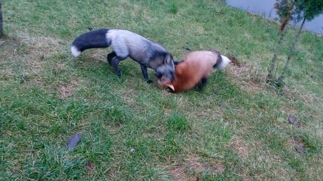 Лисы играют смотреть онлайн