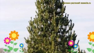 Сосна мягкая Вандерволфс Пирамид. Краткий обзор, описание pinus flexilis Vanderwolf's Pyramid