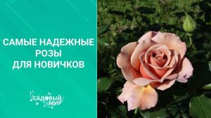 Самые надежные розы для новичков