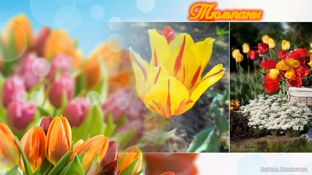 Тюльпаны Весенняя мелодия тюльпанов