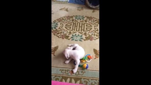 Щенок Джек Рассел или как у меня появилась Розовая Велла смотреть онлайн