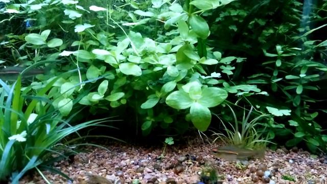 Какие аквариумные растения в моём аквариуме . смотреть онлайн