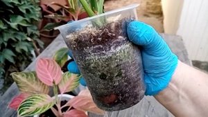 Комнатные растения. Как дела у аглаонем в больших горшках? Обработка.
