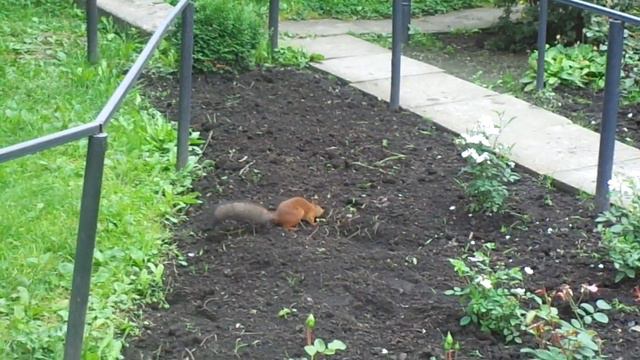 Белка- землеройка!) смотреть онлайн