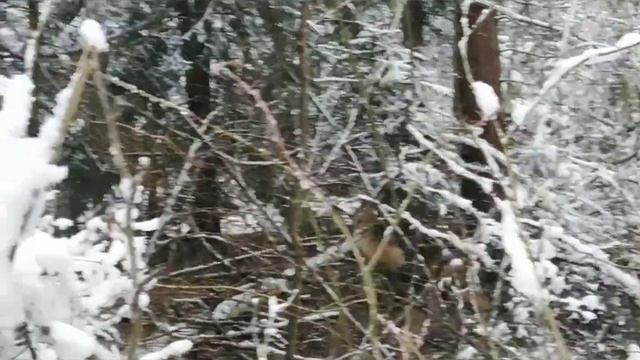 Охота на куницу и бобра смотреть онлайн