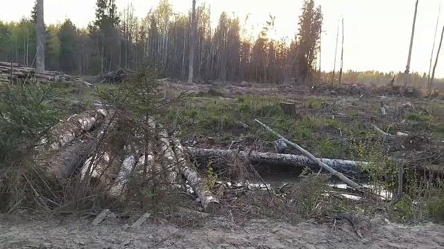 Прощай Брянский лес смотреть онлайн