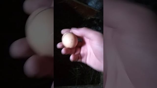 Курица вывела цыплят смотреть онлайн