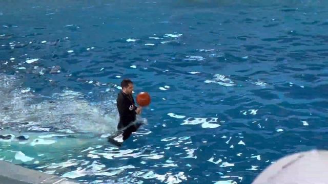 Дельфинарий Сочи, парк Ривьера смотреть онлайн