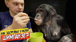 Шимпанзе Боня и новости о её здоровье | Как живёт Дан Запашный в Оренбурге?