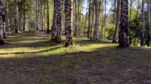 Оса укусила ? РАМИНА АЛМАС