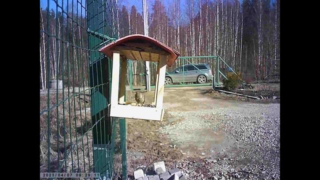 Зеленушка обыкновенная лесная птичка