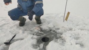 #Зимняя рыбалка на Оке#Ока#Рыбалка на вертолеты