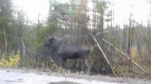 дорога Лоухи -Суоперия 55 км 24.09.2016