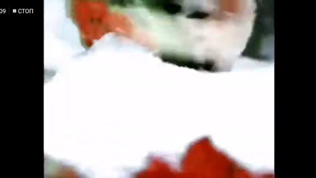 Ахренительная хрень