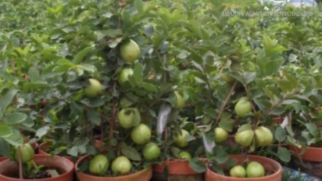 WOW!!! Strange Guava Fruit Trees in Pots - How to plant and grow guava fruit tree in a pot смотреть онлайн