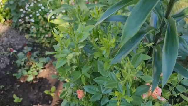 САМЫЕ КРАСИВЫЕ розы и ЭФФЕКТНЫЕ однолетники, которые ЦВЕТУТ ВСЁ ЛЕТО смотреть онлайн