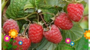 Малина обыкновенная Пересвет. Краткий обзор, описание характеристик rubus idaeus Peresvet