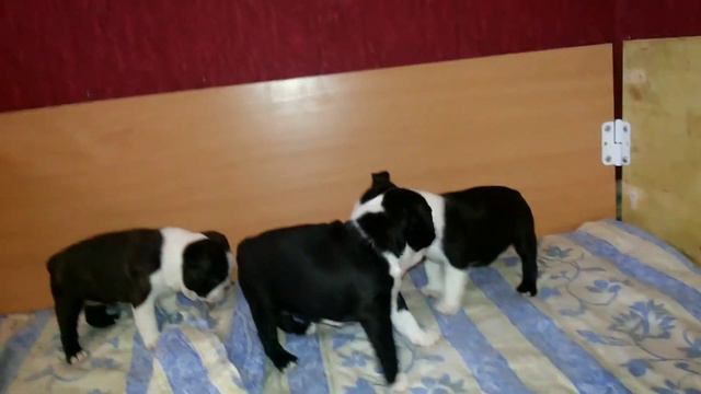 Злюка Дрима))) смотреть онлайн