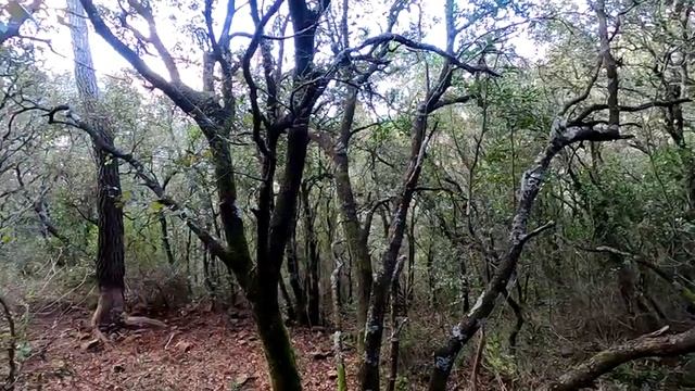 Chasse de la bécasse .Setter anglais . calibre 410. смотреть онлайн