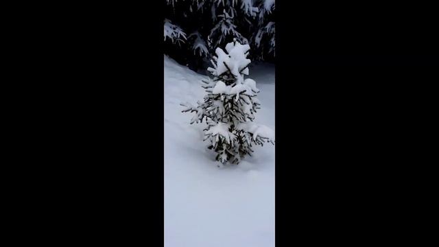 МАЛЕНЬКАЯ ЕЛОЧКА. ЗИМА