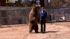 Медведь напал на человека1