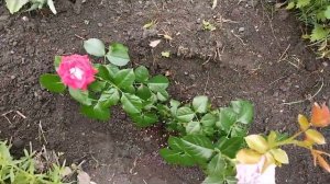 #РОЗА РЭД МИКАДО ИЗ КОРОБКИ, ЧТО КЛАДУ В ЯМУ