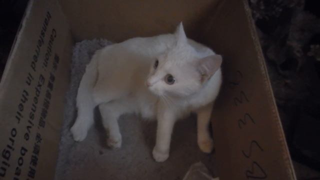 Котята сбежали из коробки. Психотерапевтическое видео для улучшения самочувствия! смотреть онлайн