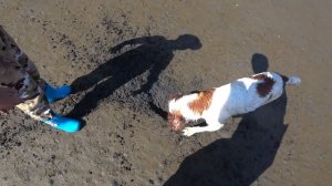 Копаем ракушку на отливе. Готовим ракушку. Спизула Сахалинская