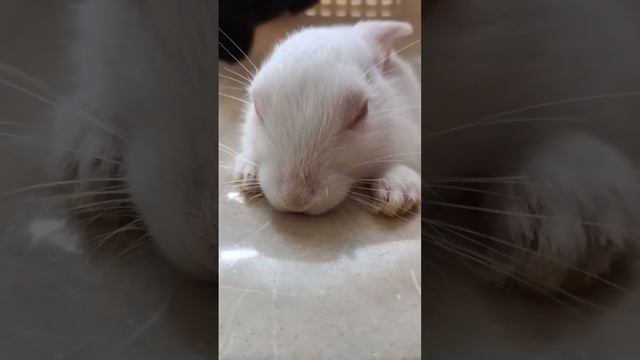 sleeping bunny... ??