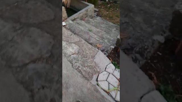 Hydrophonics using Composed Tea on Pipino plants. смотреть онлайн