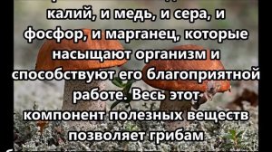 Польза и вред грибов Чем опасен белок хитин в их составе