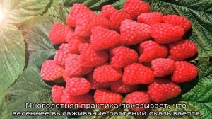 Малина Метеор